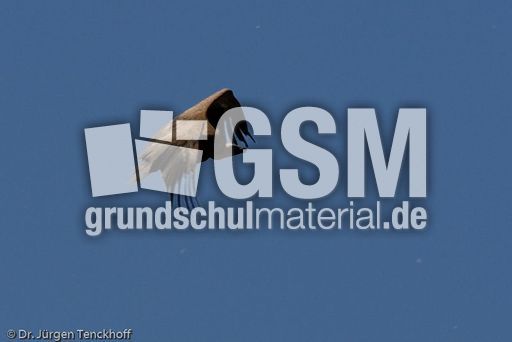 Mönchsgeier (1 von 9).jpg